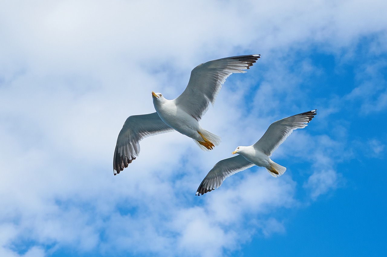 seagull, bird, gulls